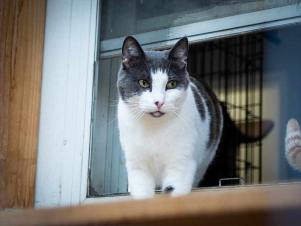 Gizmo, a Adoptable mixed breed in Calgary, AB image 1/5