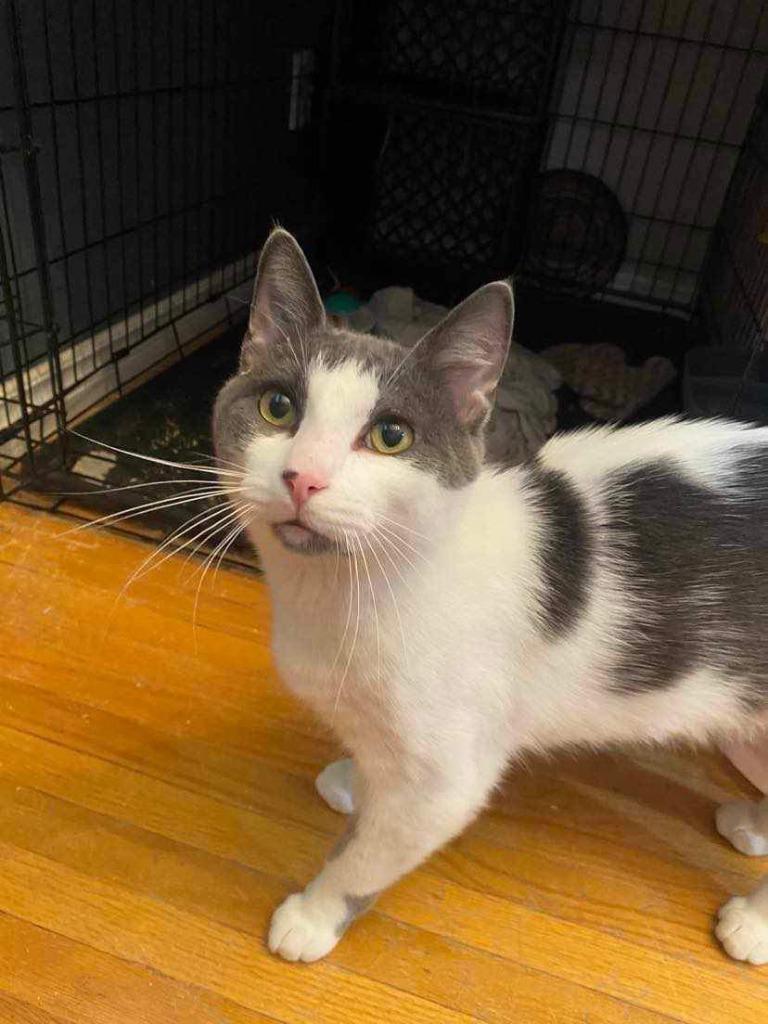 Gizmo, Adoptable, Adult Male Domestic Short Hair.