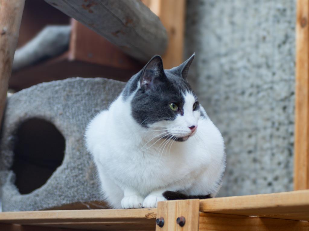 Gizmo, a Adoptable mixed breed in Calgary, AB image 2/5