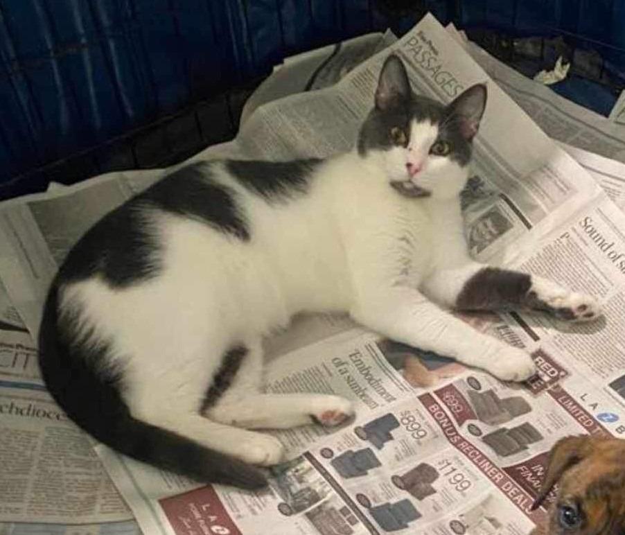 Enlarge Gizmo, a Adoptable mixed breed in Calgary, AB image 3/5