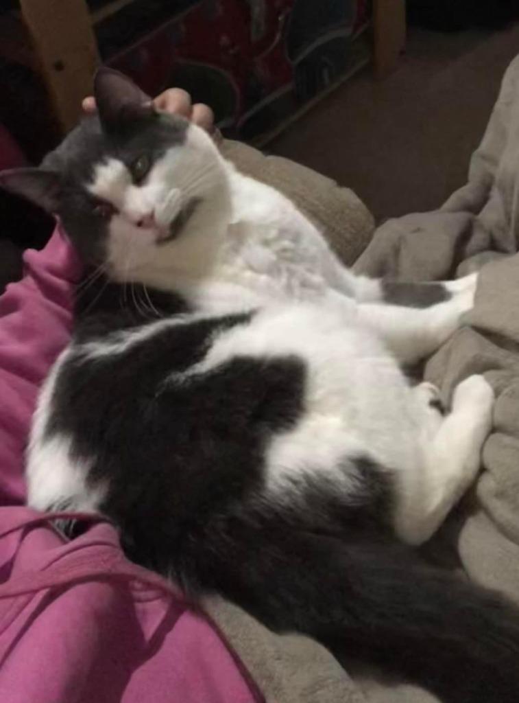 Gizmo, a Adoptable mixed breed in Calgary, AB image 5/5