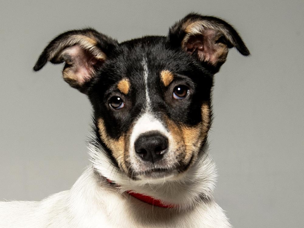 Arwyn, Adoptable, Puppy Female McNab & Great Pyrenees.