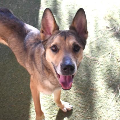Enlarge Apollo, a ADOPTABLE mixed breed in Flagstaff, AZ image 1/1