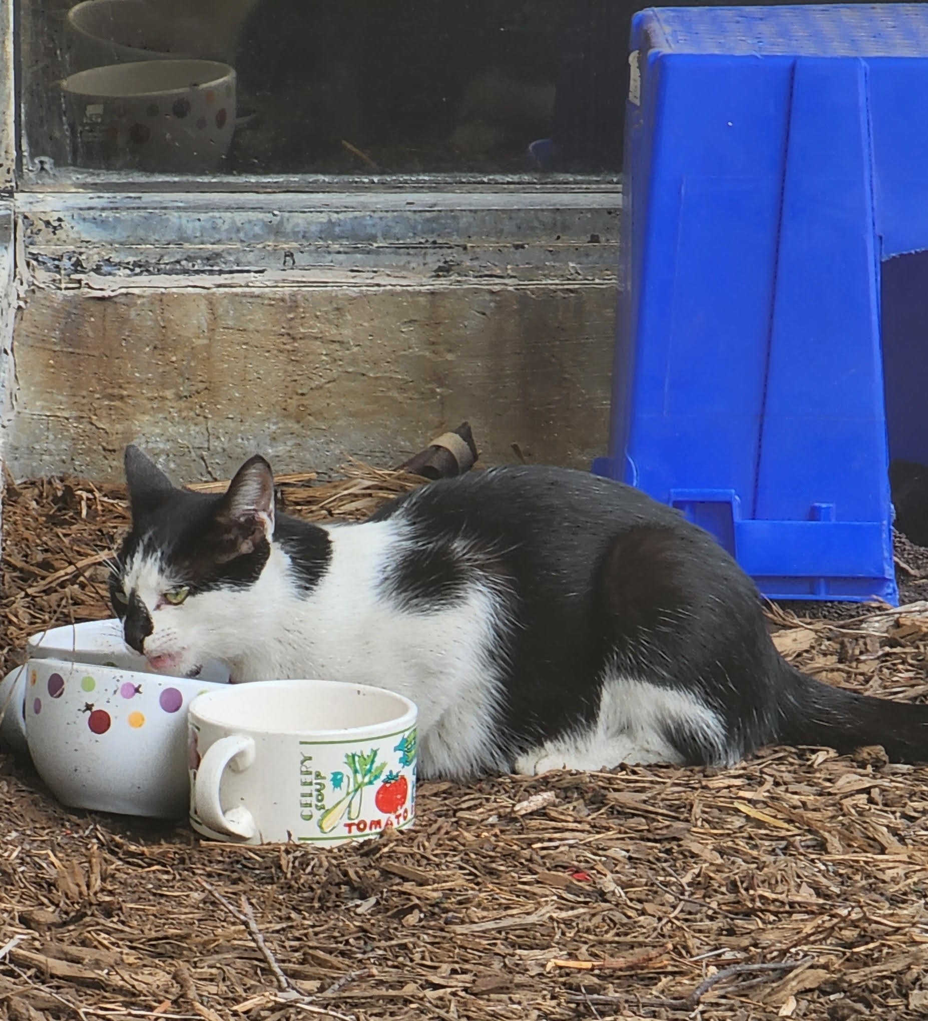 Necia, Adoptable, Young Female Domestic Short Hair.