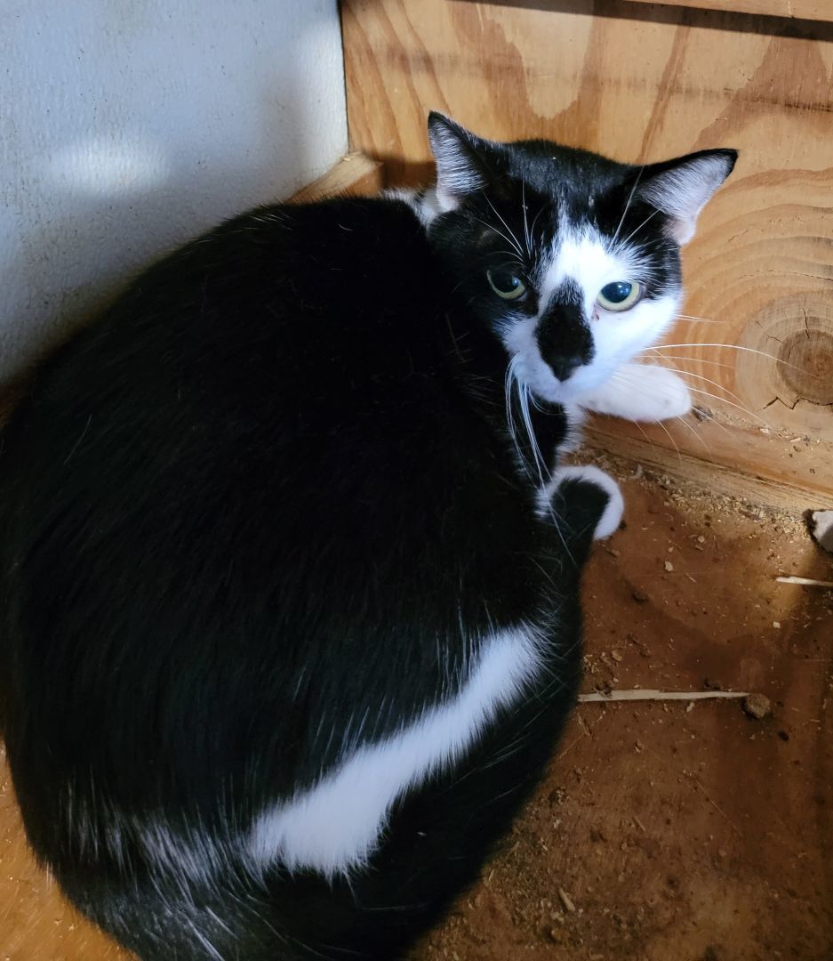 Enlarge Necia, a Adoptable Domestic Short Hair in Cypress, TX image 2/6