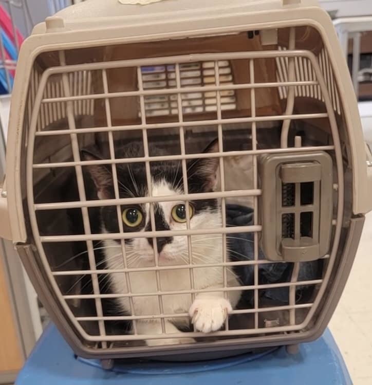 Enlarge Necia, a Adoptable Domestic Short Hair in Cypress, TX image 3/6