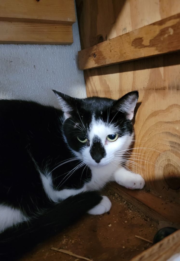 Enlarge Necia, a Adoptable Domestic Short Hair in Cypress, TX image 5/6