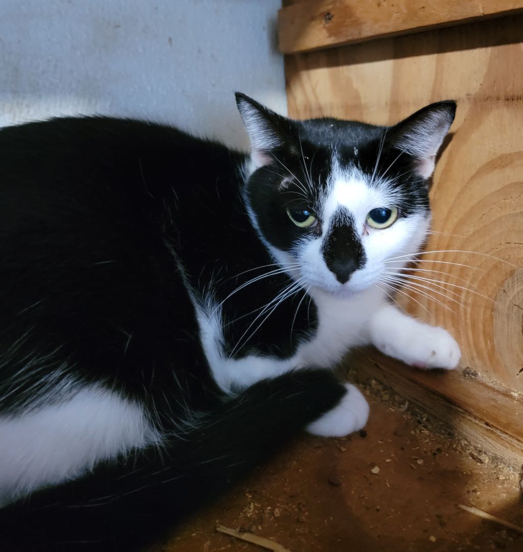 Enlarge Necia, a Adoptable Domestic Short Hair in Cypress, TX image 6/6