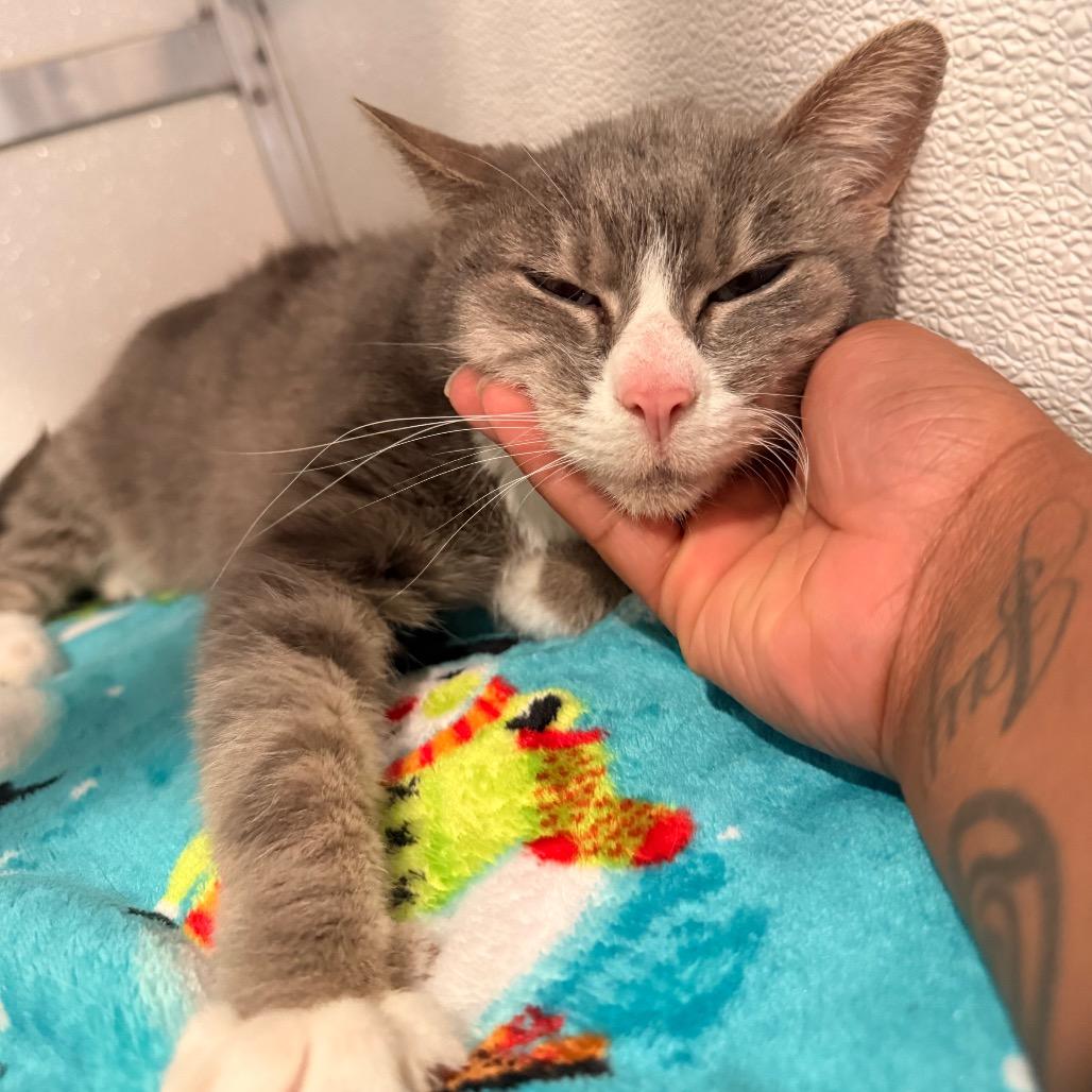 Graceland, Adoptable, Senior Female Domestic Short Hair.