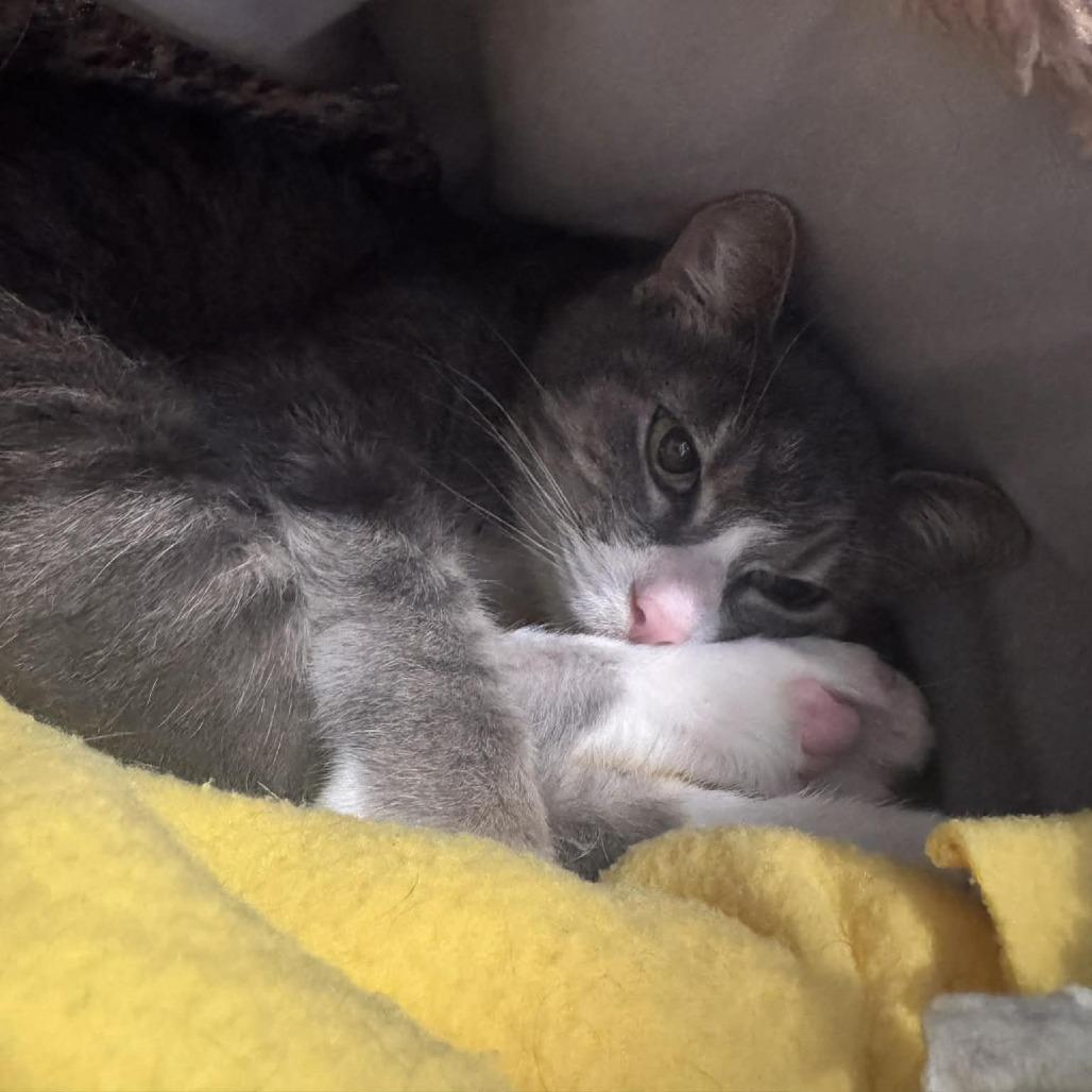 Graceland, a Adoptable Domestic Short Hair in Saint Charles, MO image 2/5