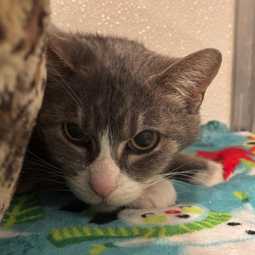 Graceland, a Adoptable Domestic Short Hair in Saint Charles, MO image 3/5