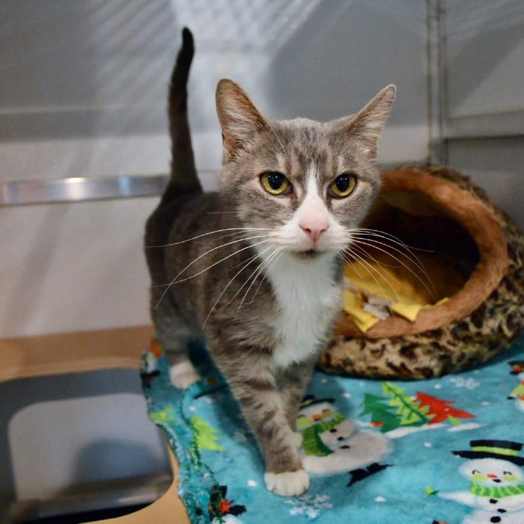 Graceland, a Adoptable Domestic Short Hair in Saint Charles, MO image 4/5