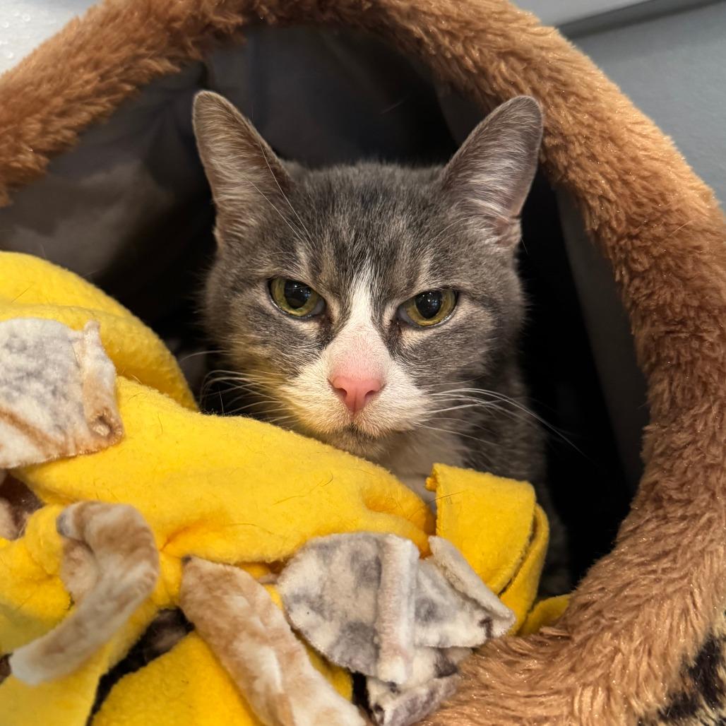 Graceland, a Adoptable Domestic Short Hair in Saint Charles, MO image 5/5