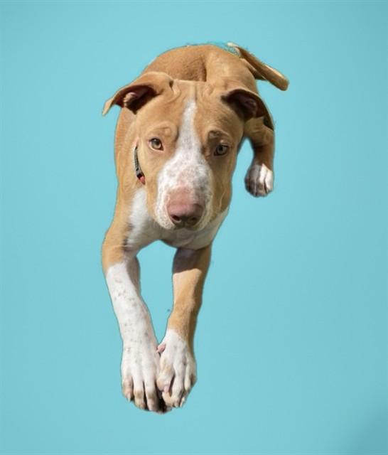 SQUEAK, Adoptable, Puppy Male Foxhound & Mixed Breed.