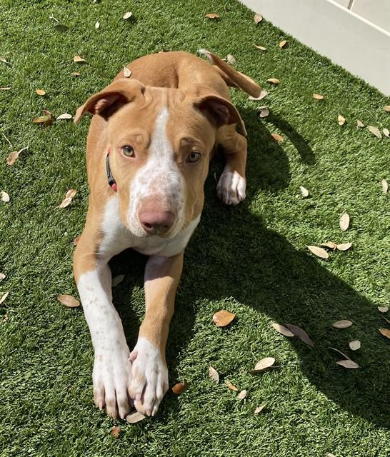 Enlarge SQUEAK, a Adoptable mixed breed in Sarasota, FL image 1/1