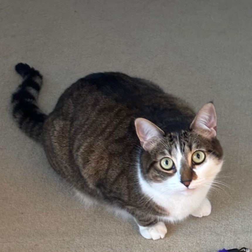 Arrietty (adopted), adopted, Adult Female Domestic Short Hair & Tabby.