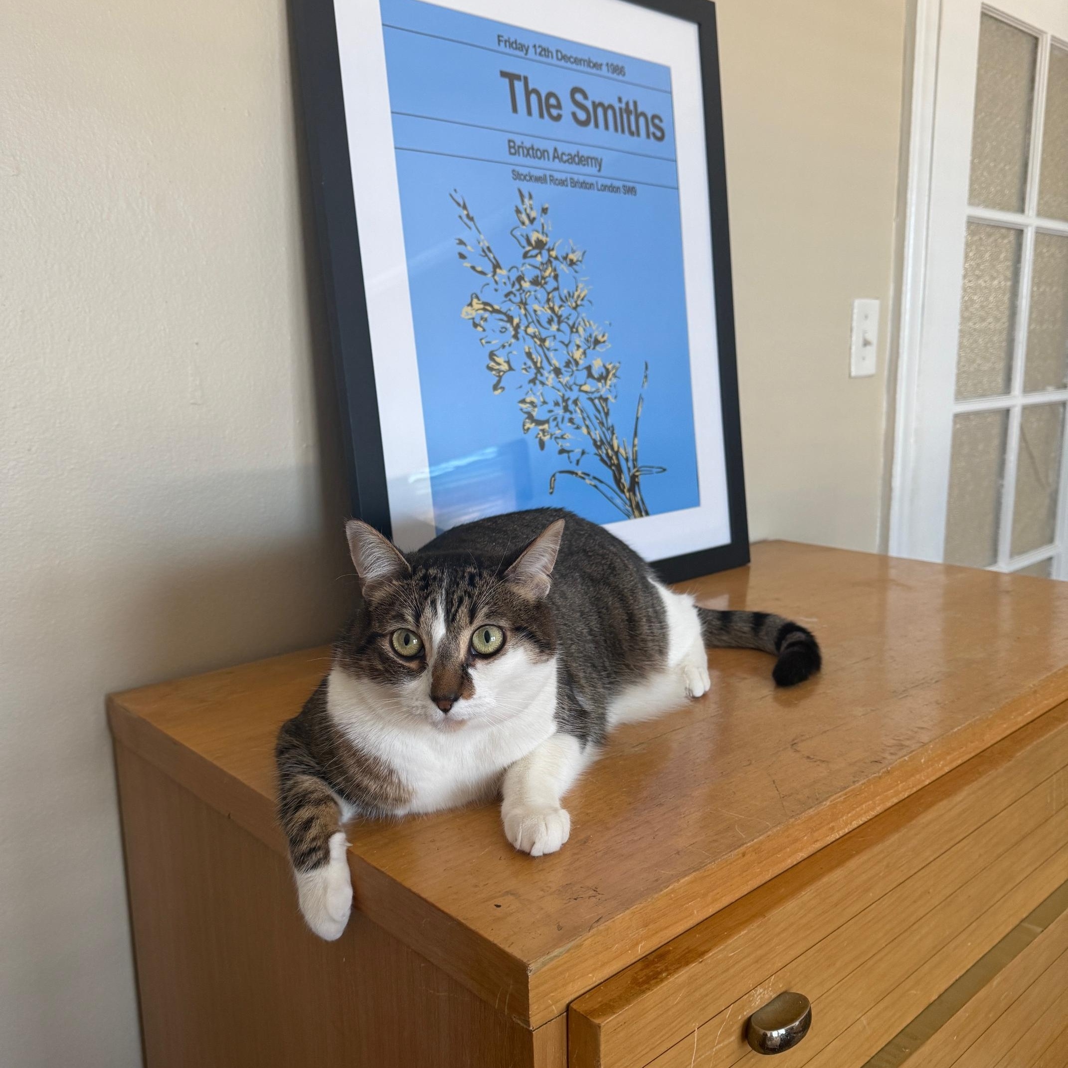 Arrietty, a Adoptable mixed breed in San Francisco, CA image 2/6