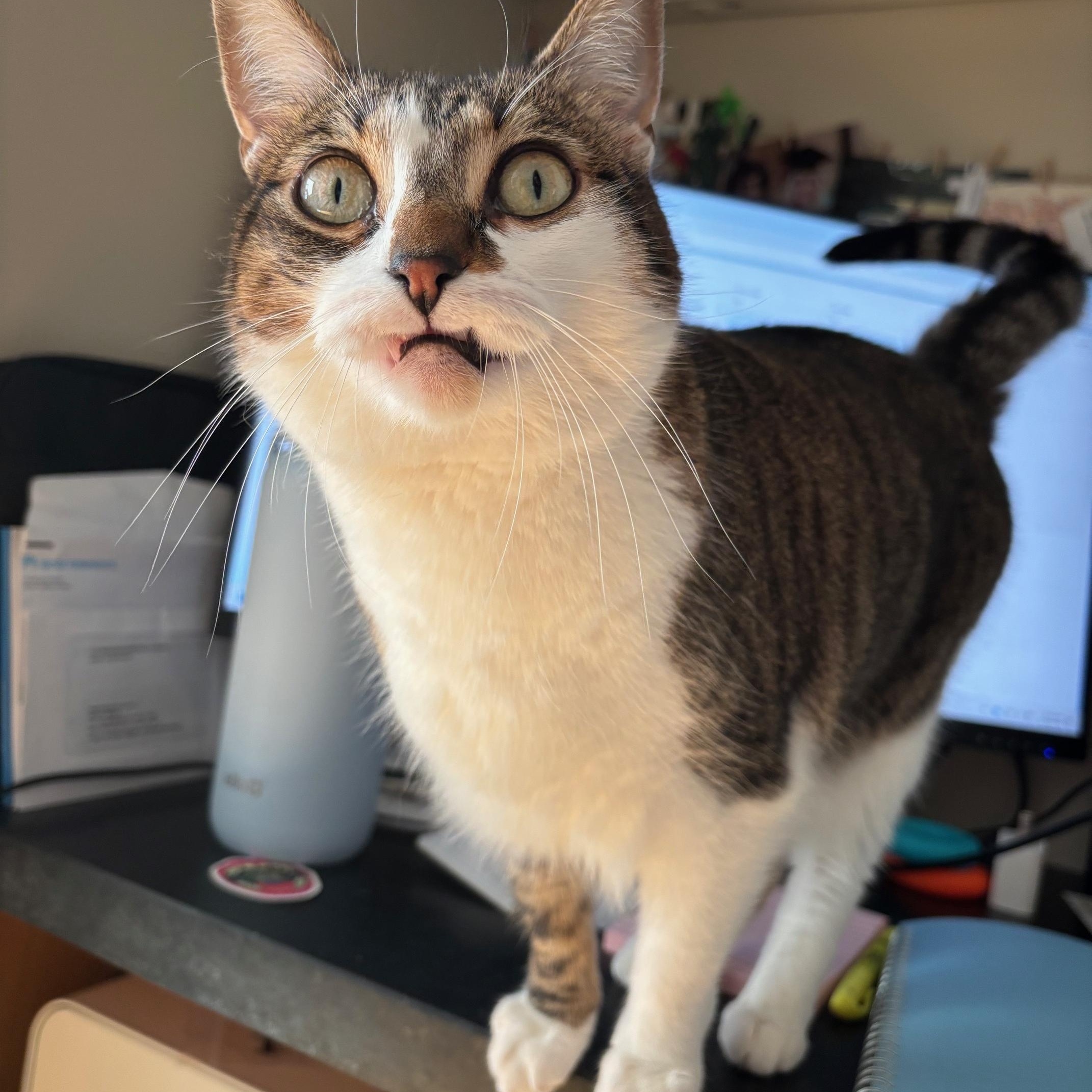 Arrietty, a Adoptable mixed breed in San Francisco, CA image 3/6