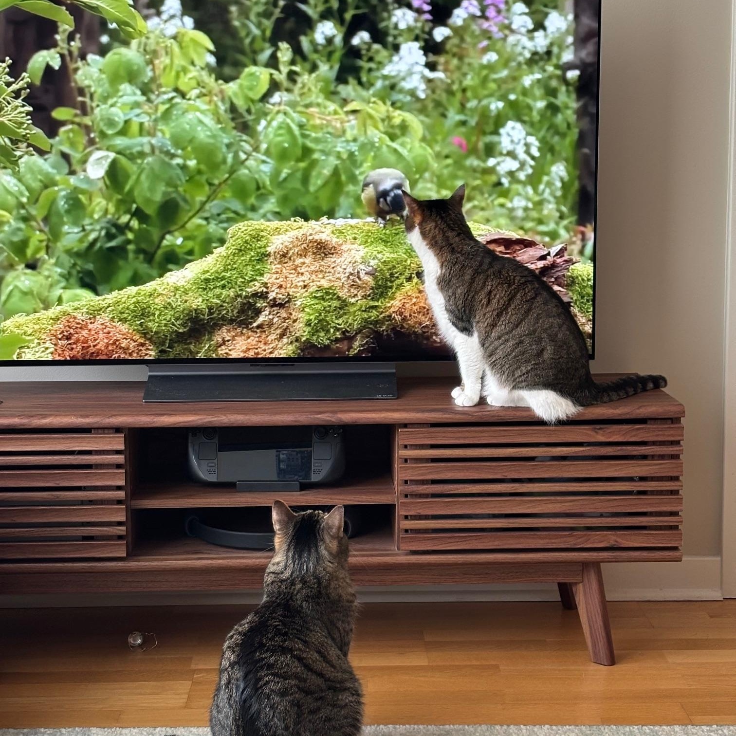 Arrietty, a Adoptable mixed breed in San Francisco, CA image 4/6