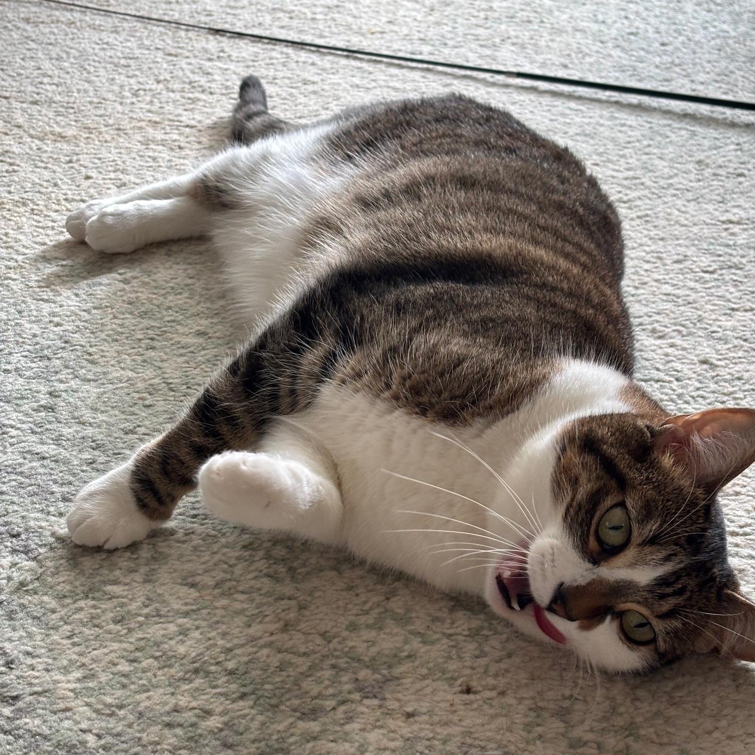 Arrietty, a Adoptable mixed breed in San Francisco, CA image 5/6