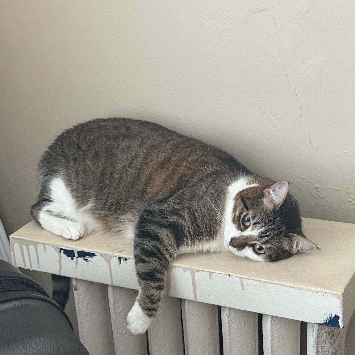 Arrietty, a Adoptable mixed breed in San Francisco, CA image 6/6