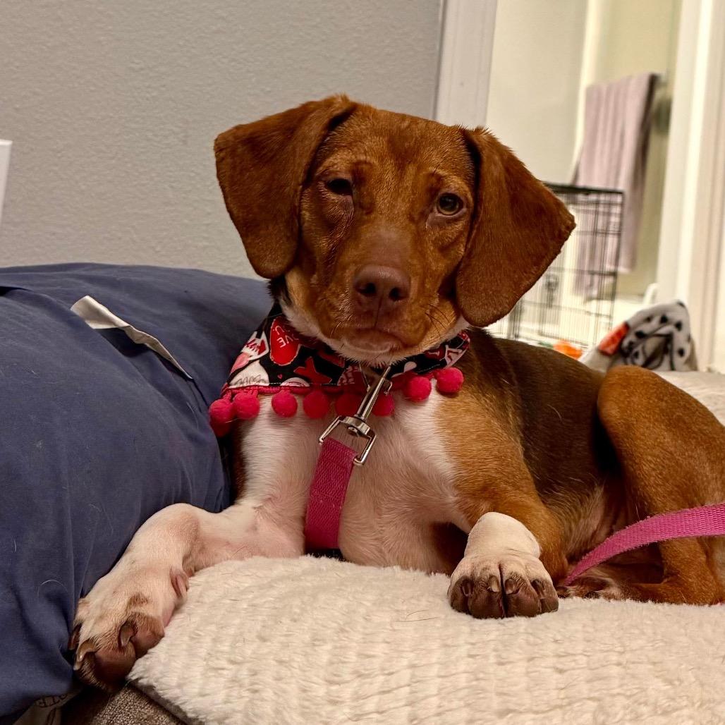 Dixie, Adoptable, Young Female Beagle & Mixed Breed.