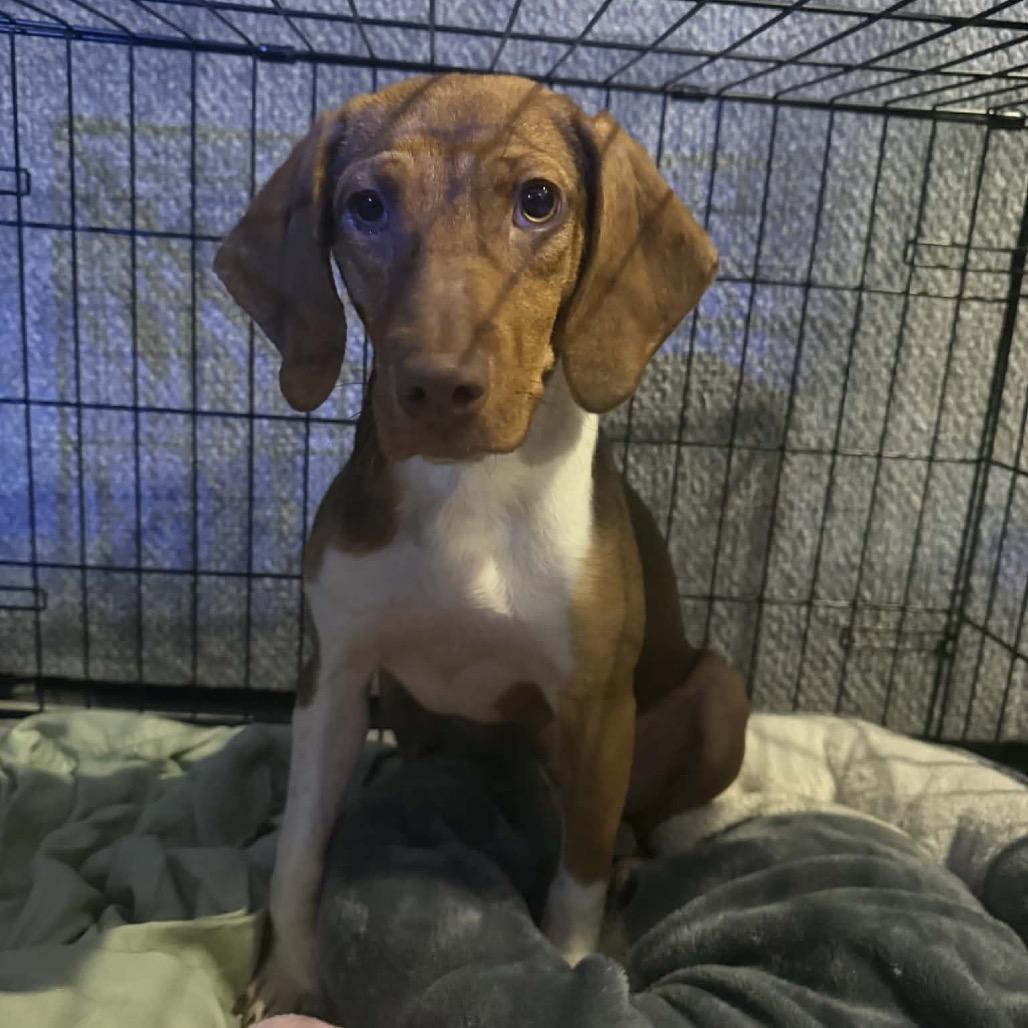 Enlarge Dixie, a Adoptable mixed breed in Peculiar, MO image 4/6