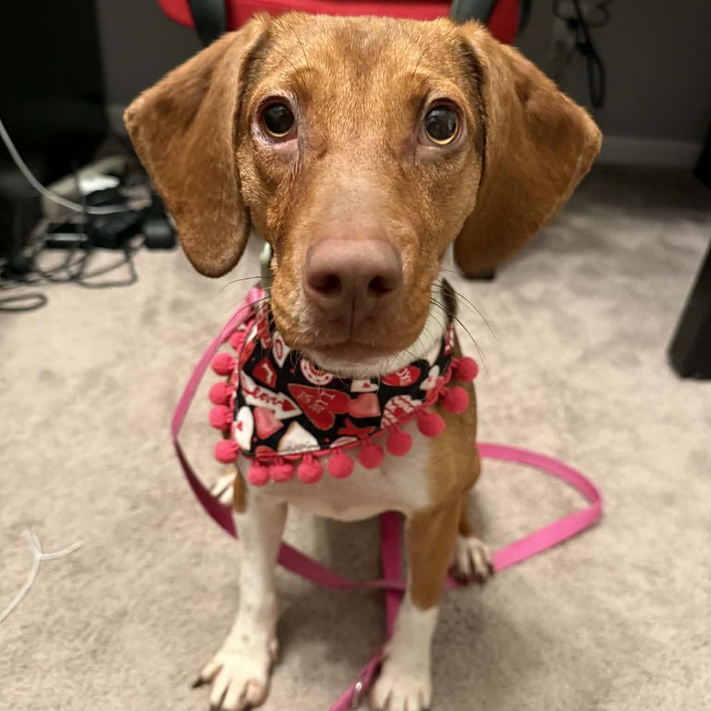 Enlarge Dixie, a Adoptable mixed breed in Peculiar, MO image 5/6