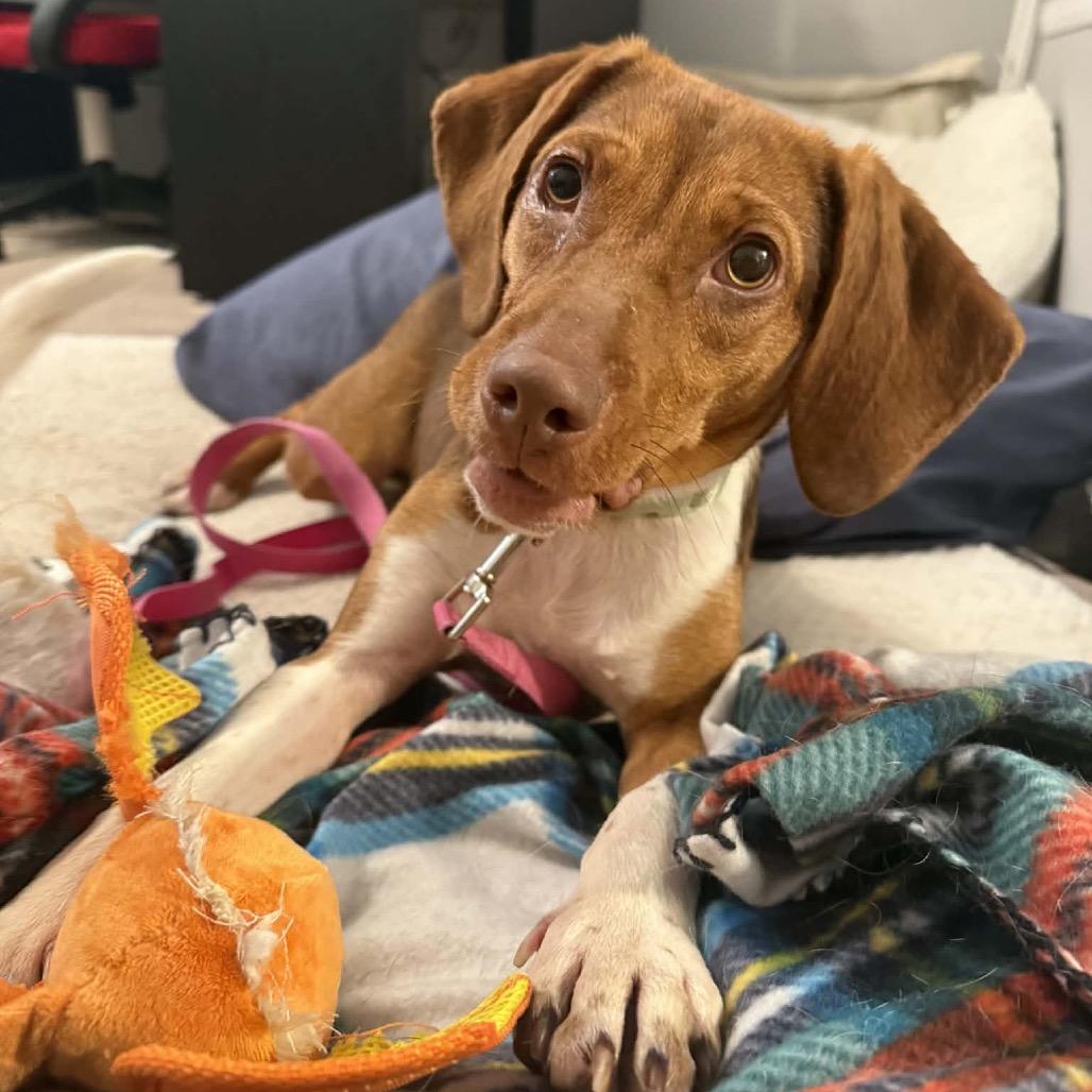 Enlarge Dixie, a Adoptable mixed breed in Peculiar, MO image 6/6