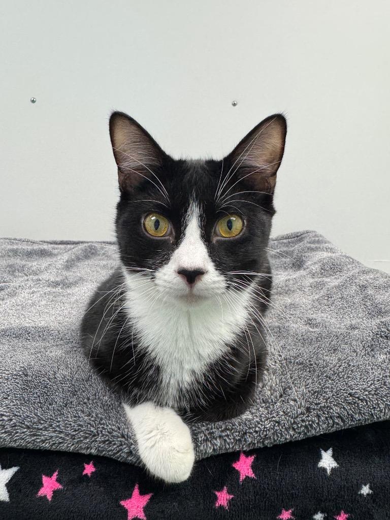 Enlarge Bashful, a Adoptable mixed breed in Shorewood, IL image 1/6