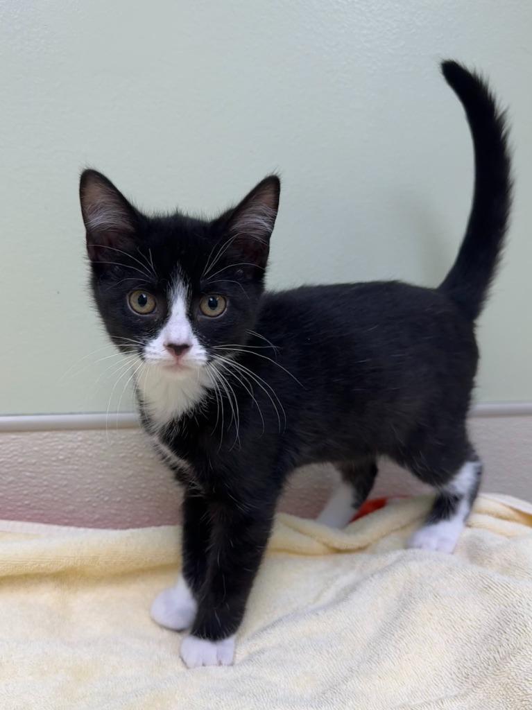 Enlarge Bashful, a Adoptable mixed breed in Shorewood, IL image 2/5