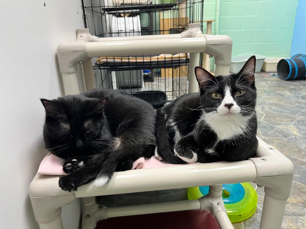 Enlarge Bashful, a Adoptable mixed breed in Shorewood, IL image 3/5