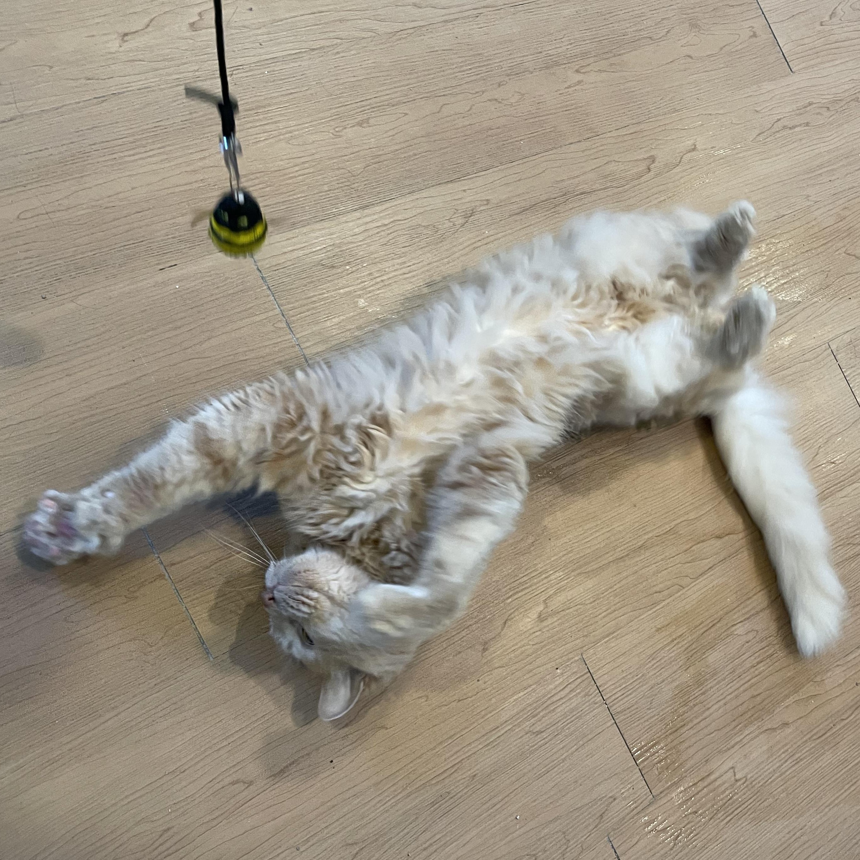 Moose, Adoptable, Adult Male Domestic Long Hair.