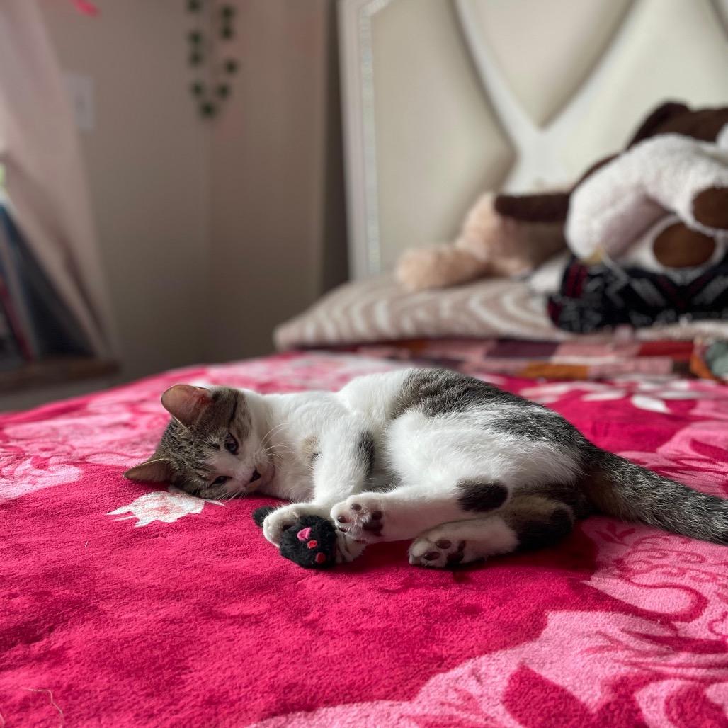 Presley — thumbnail 2