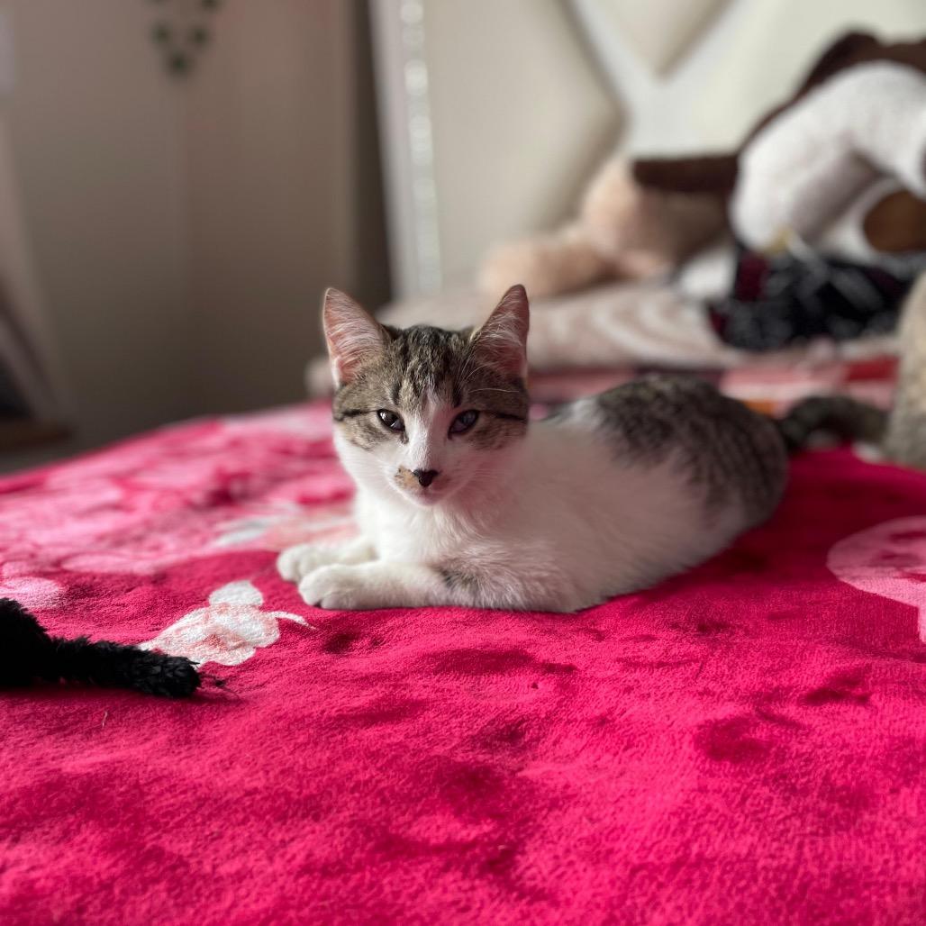 Presley — thumbnail 3