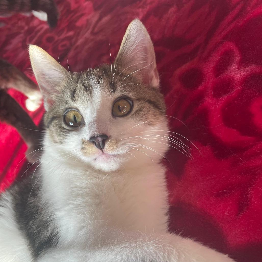 Presley — thumbnail 4