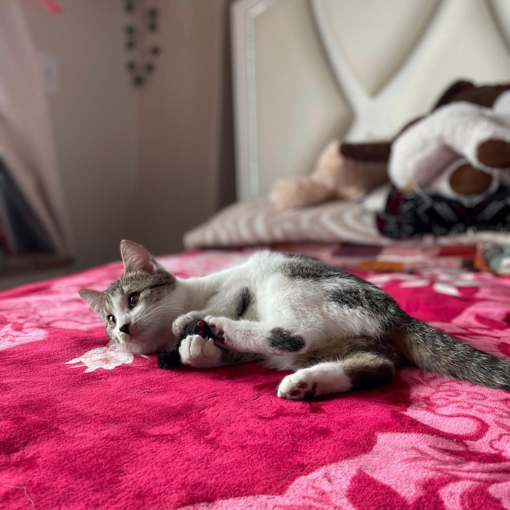 Presley — thumbnail 5