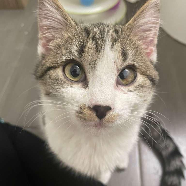 Presley — thumbnail 6