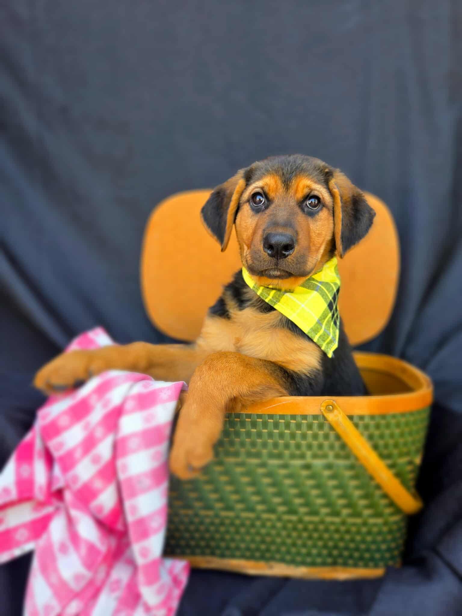 Fozzie