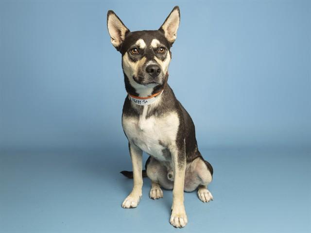 ROMAN REIGNS, Adoptable, Young Male Australian Kelpie.