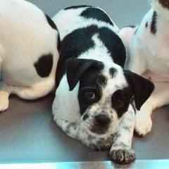 Enlarge Mars, a Adopted Mixed Breed in Green Valley, AZ image 6/6