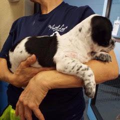Enlarge Mars, a Adopted Mixed Breed in Green Valley, AZ image 5/6