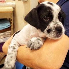 Enlarge Mars, a Adopted Mixed Breed in Green Valley, AZ image 3/6