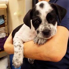 Enlarge Mars, a Adopted Mixed Breed in Green Valley, AZ image 2/6