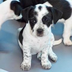 Mars, Adopted, Puppy Male Mixed Breed.