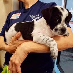 Enlarge Mars, a Adopted Mixed Breed in Green Valley, AZ image 4/6