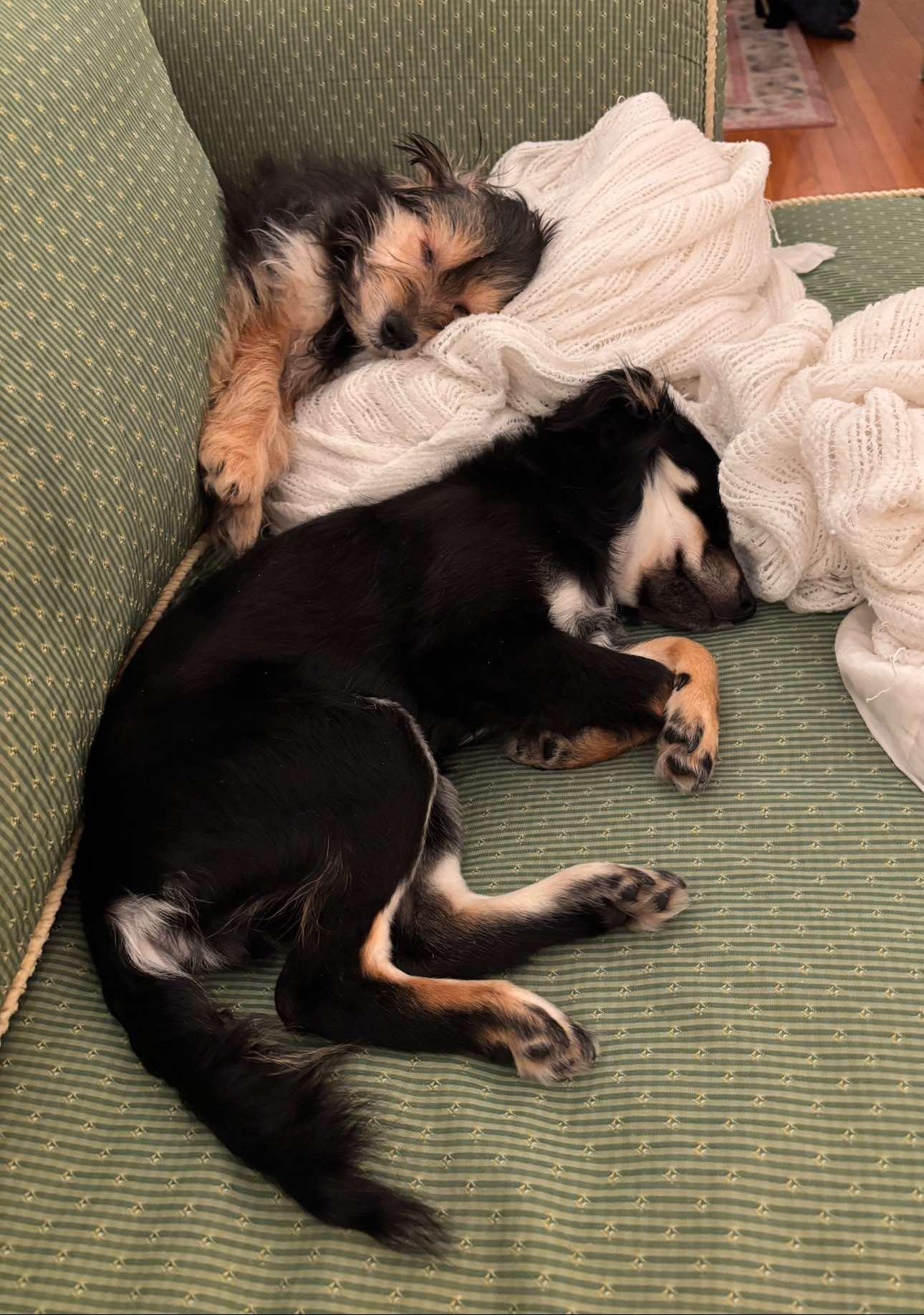CUTEST PUPPIES EVER! WALLY & STEVIE, a Adoptable Yorkie Poo in woodland, CA image 2/6