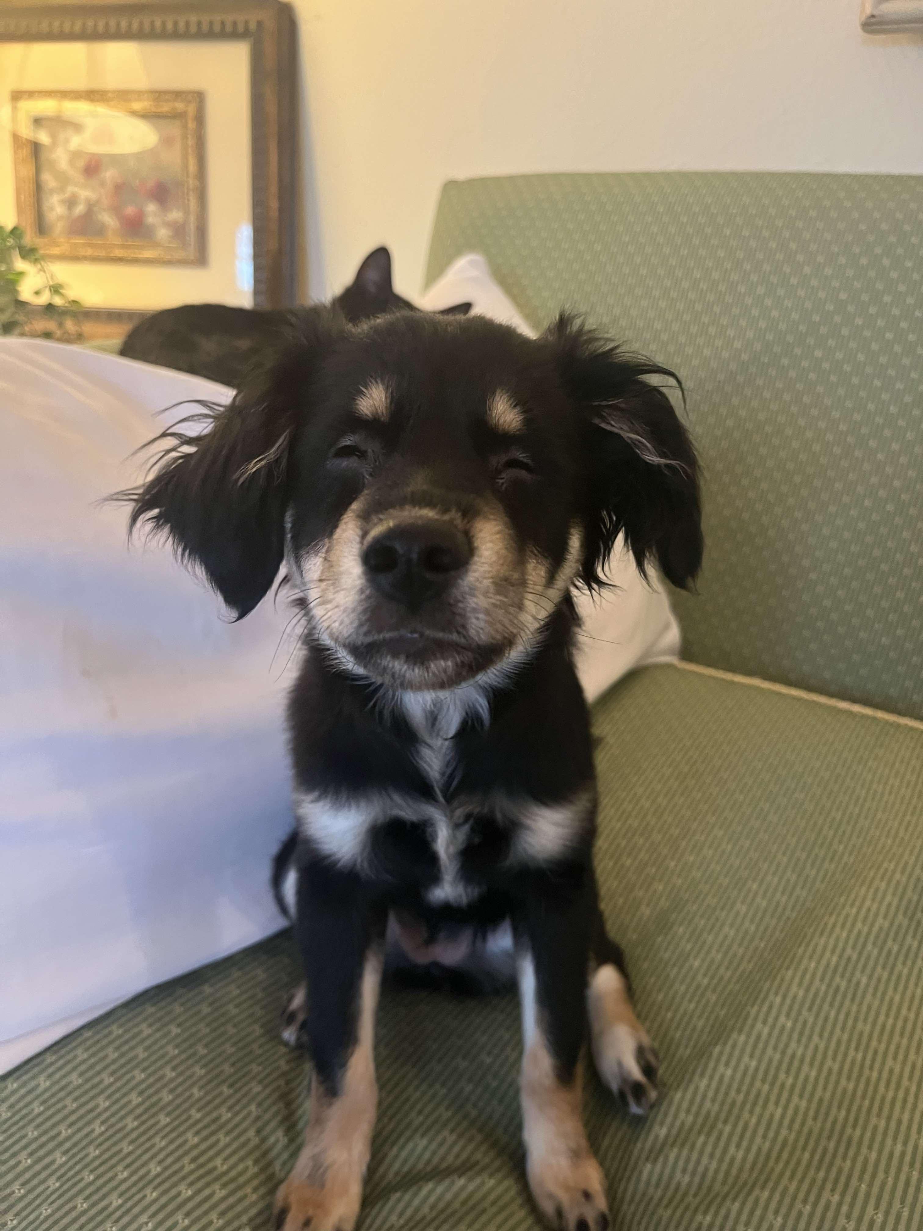 CUTEST PUPPIES EVER! WALLY & STEVIE, a Adoptable Yorkie Poo in woodland, CA image 3/6