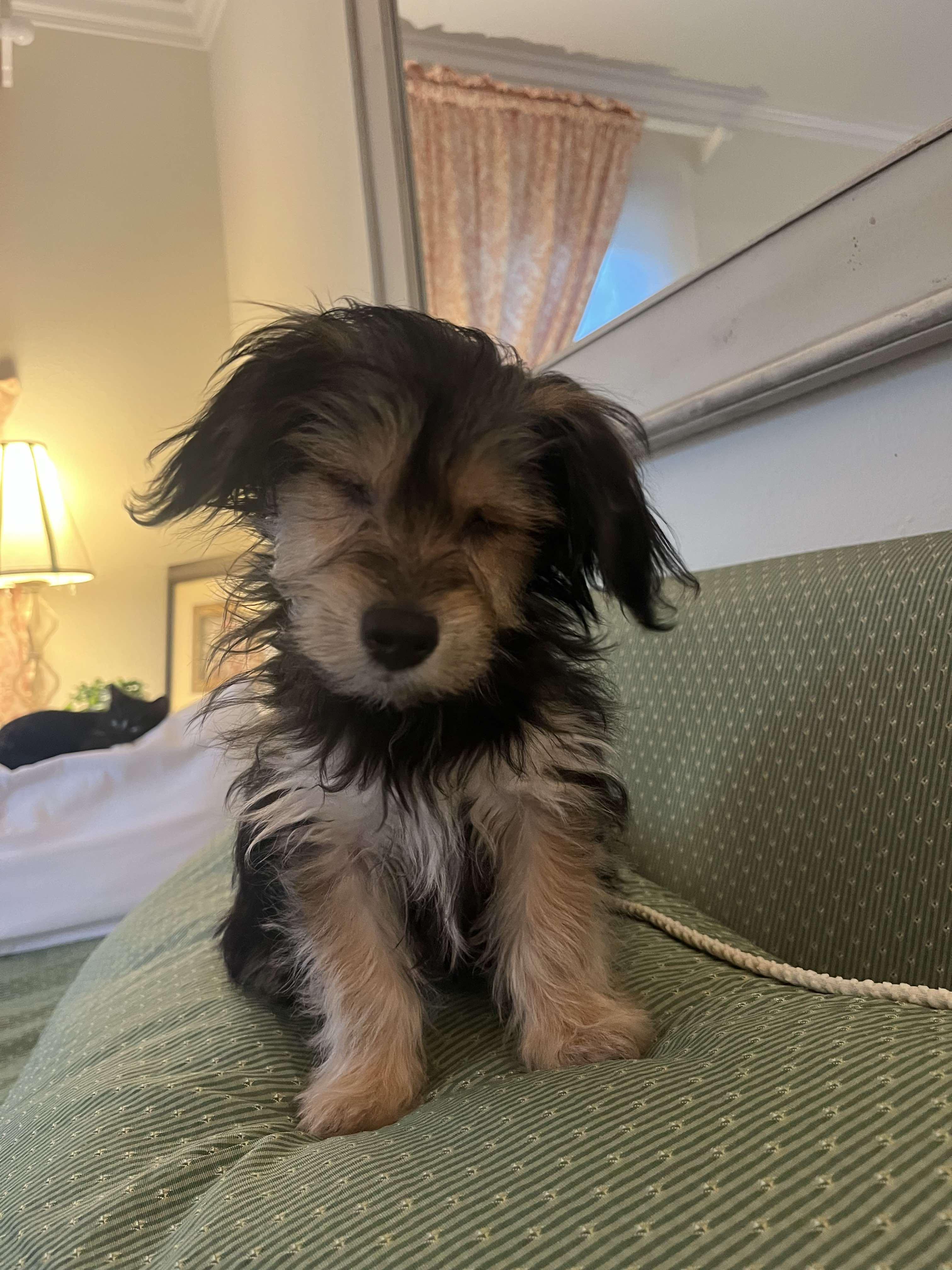 CUTEST PUPPIES EVER! WALLY & STEVIE, a Adoptable Yorkie Poo in woodland, CA image 4/6