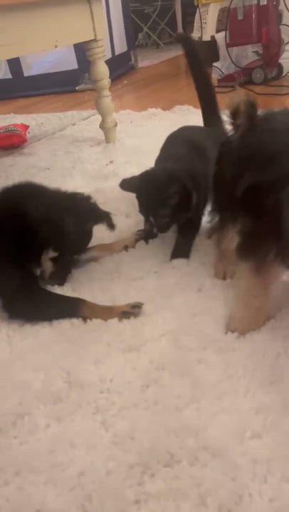 Enlarge CUTEST PUPPIES EVER! WALLY & STEVIE, a Adoptable Yorkie Poo in woodland, CA video 5/6